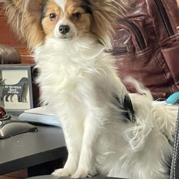 Zazu - Papillon