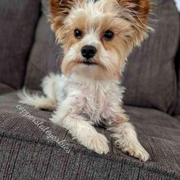 Asa - Yorkshire Terrier