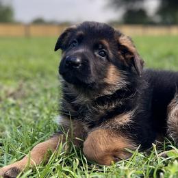 German Shepherds from Vom Rugerhaus