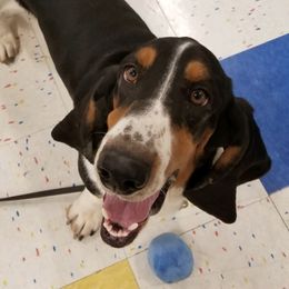 Basset Hounds from Kinmor