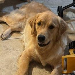 Yellow Collar - Golden female Golden Retriever puppy in Sandy, Utah from Golden Meadows of Utah