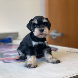 Black silver - Black and silver male Miniature Schnauzer puppy in Ferndale, Washington from Blackhorse Schnauzers Washington state