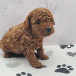 Cooper - Red  male Poodle puppy in Kannapolis, North Carolina from Carolina Great Danes & Toy Poodles