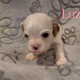 Luz - Blenheim female Cavalier King Charles Spaniel puppy in Rockville, Maryland from Skais the Limit Cavaliers