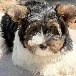 Remi-boy  2250 AKC - Black tan and white male Biewer Terrier puppy in Douglas, Georgia from Heartland small breeds