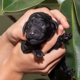 Lavender - Black female Poodle puppy in Palmetto, Georgia from Renders Poodles