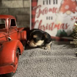 Milo - Black & tan tri-color male Morkie puppy in Taylorsville, North Carolina from Mountain Top Hot Tailz