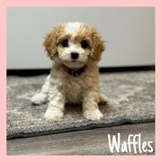 Cavachon Puppies from Designer Mountain Mutts