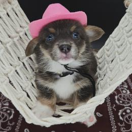 German Shepherd and Pembroke Welsh Corgi Puppies from J&R Shepherds & Corgis