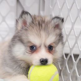 Reese's - Gray and white male Pomsky puppy in Mesa, Arizona from Platinum Pomskies