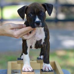 The Gentle Heart - Brown brindle female American Staffordshire Terrier puppy in St. Augustine, Florida from LBK & Ancient City