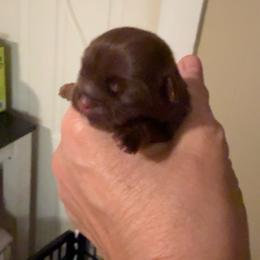 Roux - Liver female Shih Tzu puppy in Glens Falls, New York from Shih Tzus N Giggles