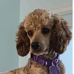 Ginger - Poodle