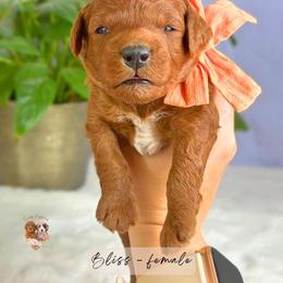 Bliss - Red  female Goldendoodle puppy in Atlanta, Georgia from Teddy Puppies