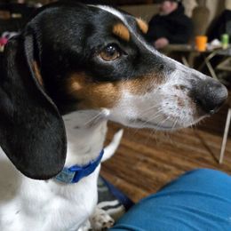 Oliver - Dachshund