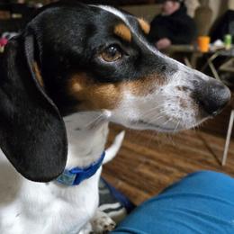Oliver - Dachshund