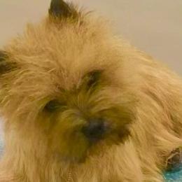 Cairn Terriers from Caledonia Cairns