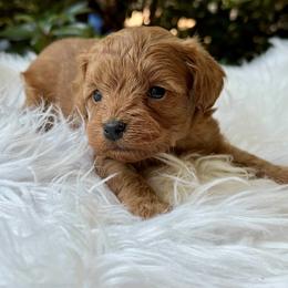 Rudy - Red male Cavapoo puppy in Hardin, Texas from Oodlesoflildoodles