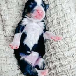 Girl 1 - Tri-color female Bernedoodle puppy in Otisville, Michigan from Danie’s Darling Doodles LLC