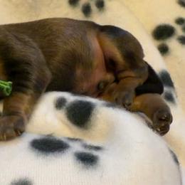 Green Collar Male - Cream male Dachshund puppy in Madison, Indiana from Jensen Dobermans and Dachshunds