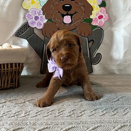 Glory - Purple Collar Female - Red  female Goldendoodle puppy in Bradenton, Florida from Suncoast Goldendoodles