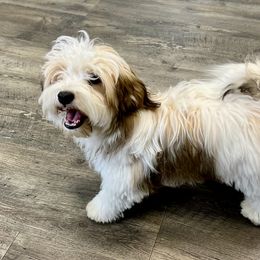Havanese Puppies from Sweet Feats Havanese