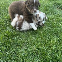 Australian Shepherd Puppies from Sadie Blue's Willamette Valley Aussies