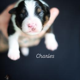 Charles - Black tri male Miniature American Shepherd puppy in Battle Ground, Washington from Casita Miniature American Shepherds
