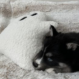 Siberian Husky Puppies from FamilyFur