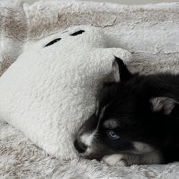 Siberian Husky Puppies from FamilyFur