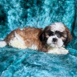 Samuel - Red and white male Cavatzu puppy in Knoxville, Tennessee from Rocky Top Cavapoos