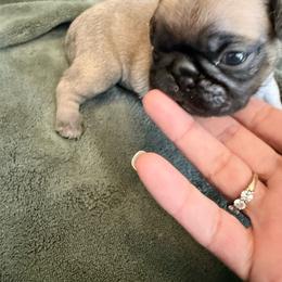 Oscar - Fawn male Pug puppy in Moorefield, West Virginia from Wratchford Farms