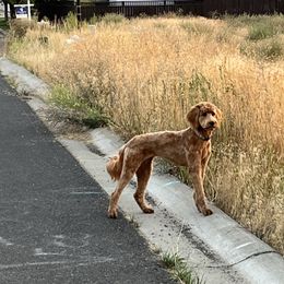 Harley - Goldendoodle