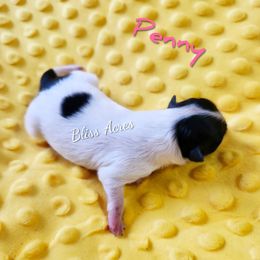 Penn-y - Black parti female Pomeranian puppy in Ponca City, Oklahoma from Bliss Acres Farm