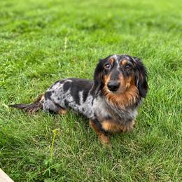 Jax - Dachshund
