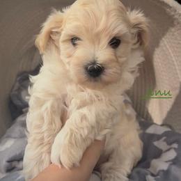 Jinu - Cream male Maltipoo puppy in Lake Ann, Michigan from Riyem Wildflower Farms