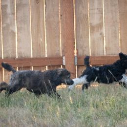 Poodle Puppies from Mistel Standard Poodles
