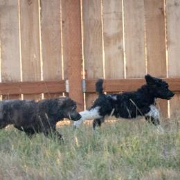 Poodle Puppies from Mistel Standard Poodles