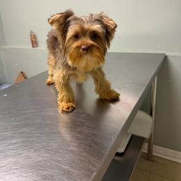 Chewy - Chocolate and tan male Yorkshire Terrier puppy in Orlando, Florida from Everyonelovesyorkies