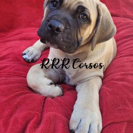 Cane Corso Puppies from RRR Corsos