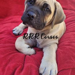 Cane Corso Puppies from RRR Corsos