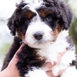 Australian Mountain Doodles, Bernedoodles, Cavapoos, and Goldendoodles from Angel Pups Deluxe