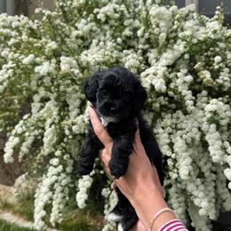 Tigger - Black male Yorkipoo puppy in South Jordan, Utah from Wasatch Pup