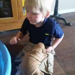 French Bulldog Puppies from Ginny's Frenchie's