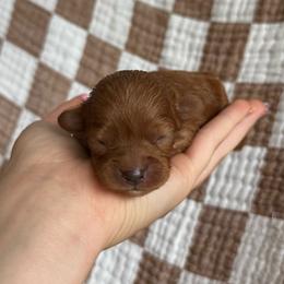 Coral - Red  female Goldendoodle puppy in Alamance County, North Carolina from Doodle Squad Puppies