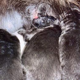 German Shepherd Puppies from Vom Broward Haus