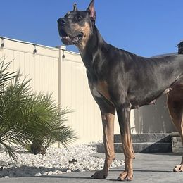 Keppra - Great Dane
