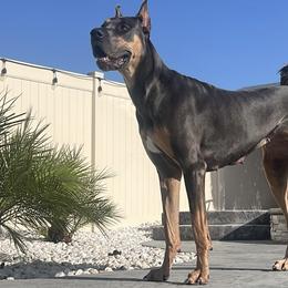 Keppra - Great Dane