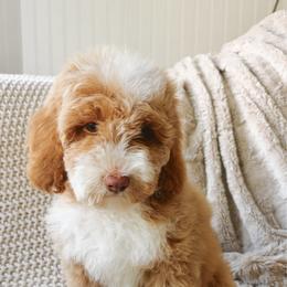 Hercules - Apricot male Goldendoodle puppy in Wellsville, Utah from Stay Golden Doodles