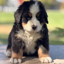 Nash - Black rust and white male Bernese Mountain Dog puppy in New Haven, Indiana from Milan Berners